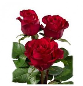 ΤΡΙΑΝΤΑΦΥΛΛΑ  ΚΟΚΚΙΝΑ ROSEN  EVER RED 60cm